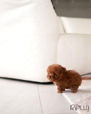 SCARLET - FEMALE (PURCHASED by RAMOS)