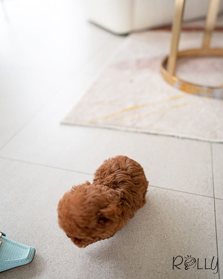 SCARLET - FEMALE (PURCHASED by RAMOS)