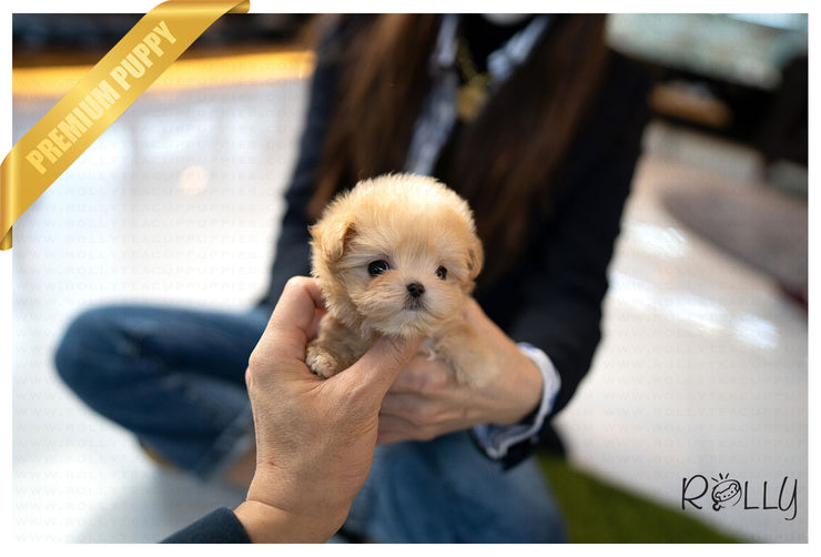 Rolly Teacup Puppies (PURCHASED by Cartagena) SCONE - Maltipoo. F.