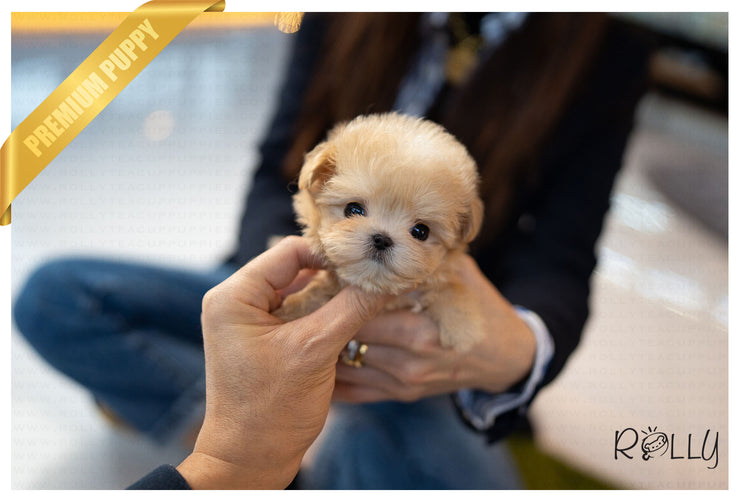 Rolly Teacup Puppies (PURCHASED by Cartagena) SCONE - Maltipoo. F.