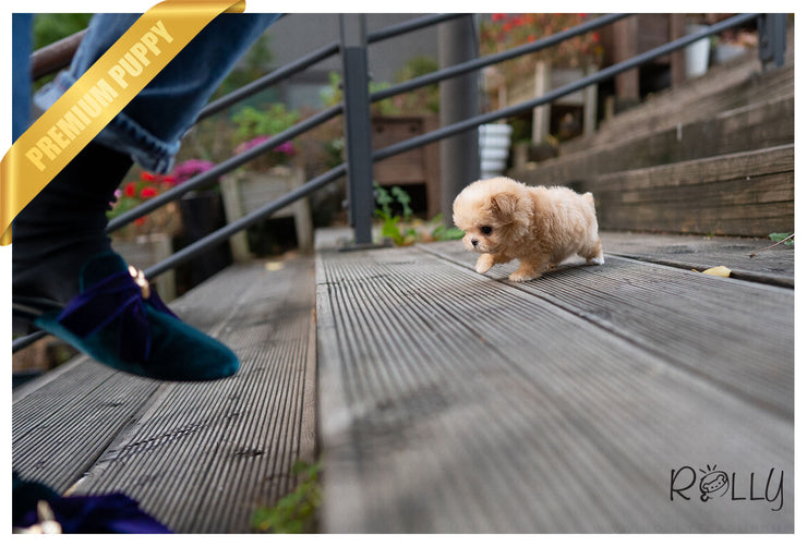 Rolly Teacup Puppies (PURCHASED by Cartagena) SCONE - Maltipoo. F.