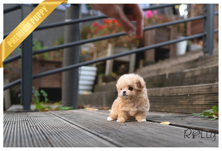 Rolly Teacup Puppies (PURCHASED by Cartagena) SCONE - Maltipoo. F.