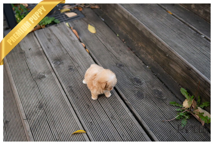 Rolly Teacup Puppies (PURCHASED by Cartagena) SCONE - Maltipoo. F.