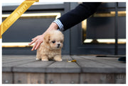 Rolly Teacup Puppies (PURCHASED by Cartagena) SCONE - Maltipoo. F.