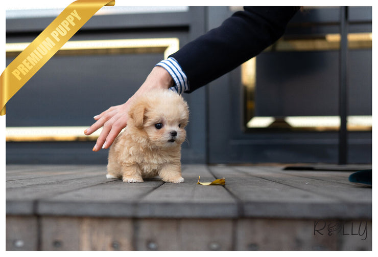 Rolly Teacup Puppies (PURCHASED by Cartagena) SCONE - Maltipoo. F.