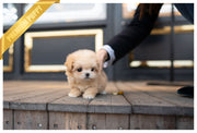 Rolly Teacup Puppies (PURCHASED by Cartagena) SCONE - Maltipoo. F.