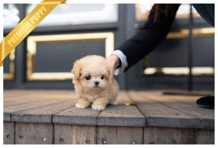 Rolly Teacup Puppies (PURCHASED by Cartagena) SCONE - Maltipoo. F.