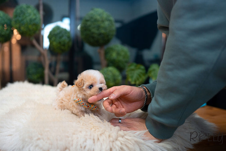 Rolly Teacup Puppies (Purchased by Sirer) Scone - Maltipoo. M.