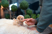Rolly Teacup Puppies (Purchased by Sirer) Scone - Maltipoo. M.