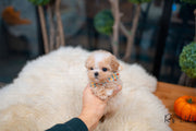 Rolly Teacup Puppies (Purchased by Sirer) Scone - Maltipoo. M.
