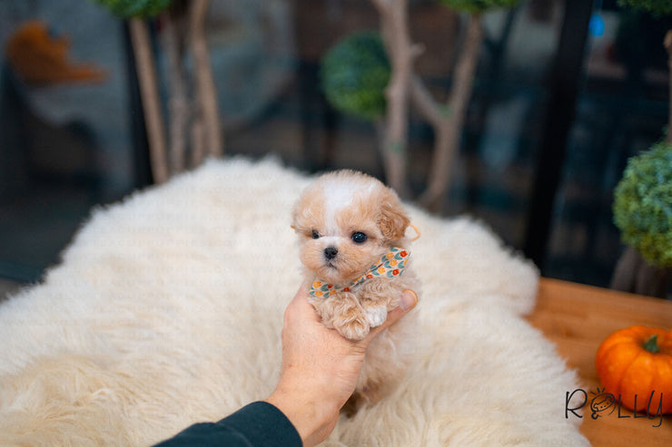 Rolly Teacup Puppies (Purchased by Sirer) Scone - Maltipoo. M.