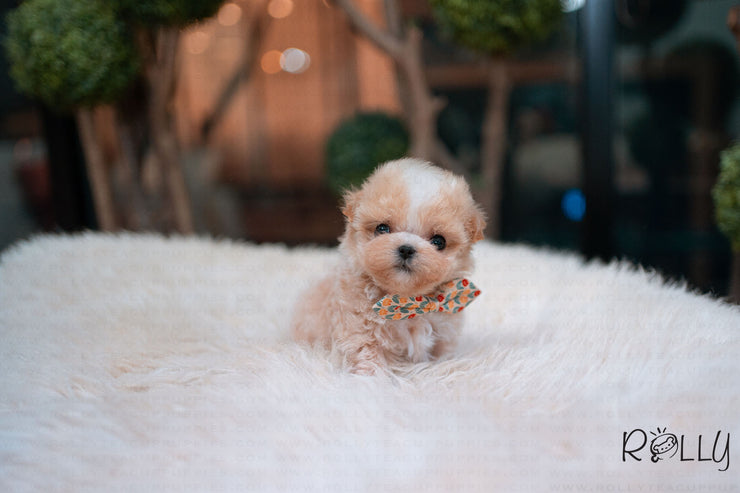 Rolly Teacup Puppies (Purchased by Sirer) Scone - Maltipoo. M.