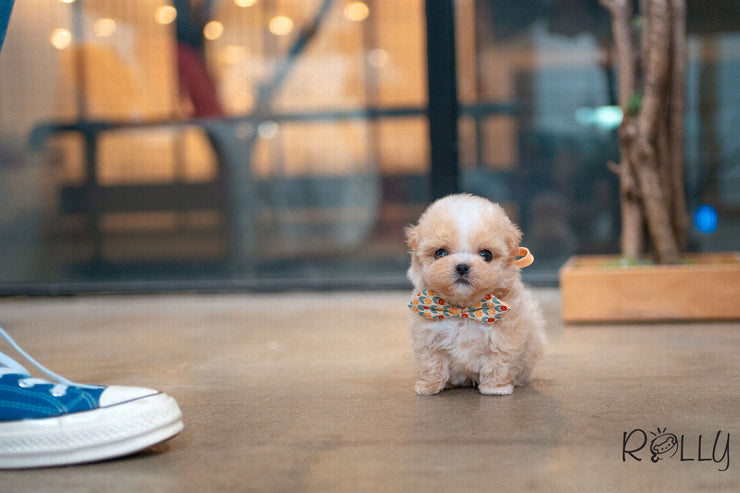 Rolly Teacup Puppies (Purchased by Sirer) Scone - Maltipoo. M.