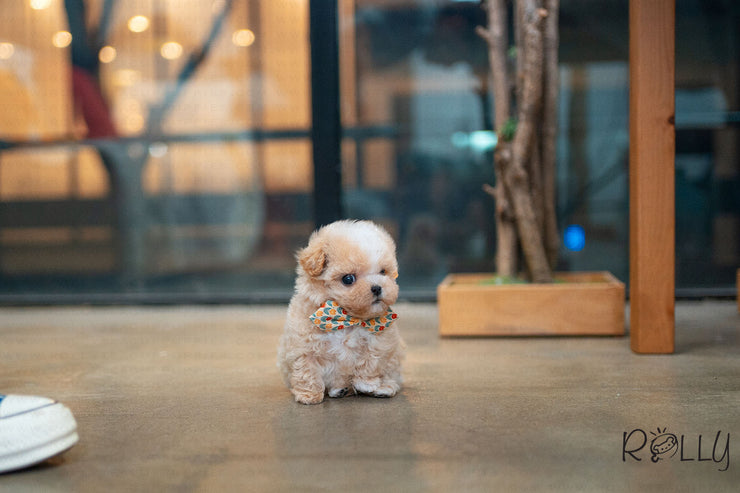 Rolly Teacup Puppies (Purchased by Sirer) Scone - Maltipoo. M.