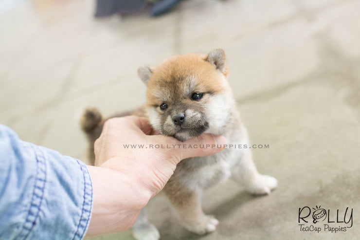 Rolly Teacup Puppies Rita - Shiba. F.