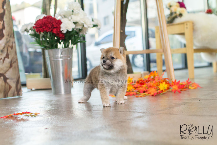 Rolly Teacup Puppies Rita - Shiba. F.