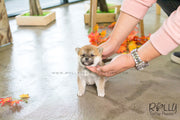 Rolly Teacup Puppies Rita - Shiba. F.