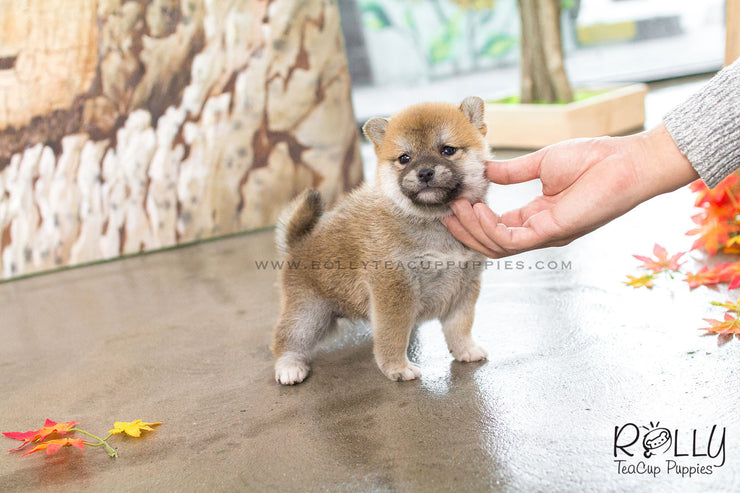 Rolly Teacup Puppies Rita - Shiba. F.
