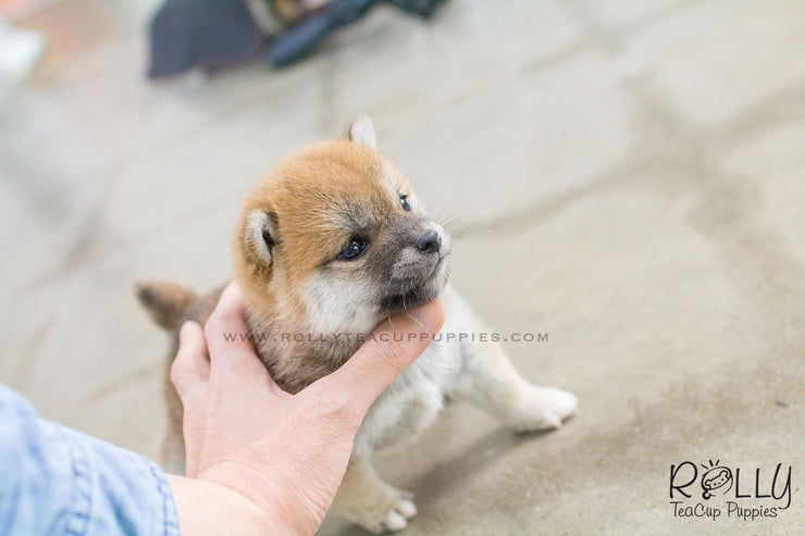 Rolly Teacup Puppies Rita - Shiba. F.