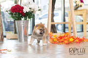 Rolly Teacup Puppies Rita - Shiba. F.