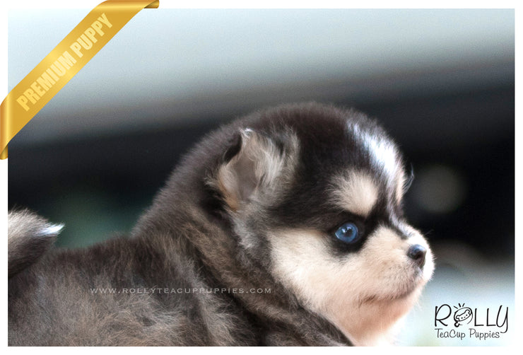 Rolly Teacup Puppies (SOLD to Kiefer) Shiloh - Pomsky. F.