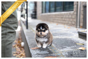 Rolly Teacup Puppies (SOLD to Kiefer) Shiloh - Pomsky. F.