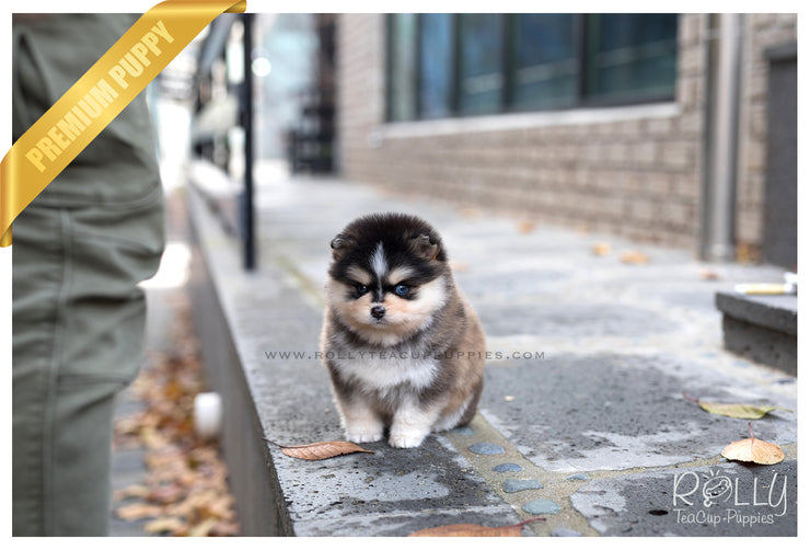 Rolly Teacup Puppies (SOLD to Kiefer) Shiloh - Pomsky. F.