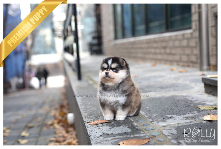 Rolly Teacup Puppies (SOLD to Kiefer) Shiloh - Pomsky. F.