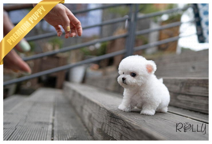 Rolly Teacup Puppies (PURCHASED by Deleon) SIERRA - Bichon. F.