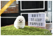 Rolly Teacup Puppies (SOLD to Holliday)Sierra - Pomeranian. F.