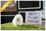 Rolly Teacup Puppies (SOLD to Holliday)Sierra - Pomeranian. F.