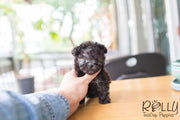 Rolly Teacup Puppies Toby - Poodle.
