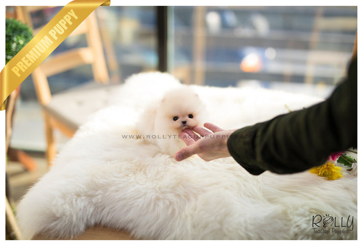 Rolly Teacup Puppies (SOLD to Mariel) Simba - Pomeranian. M.