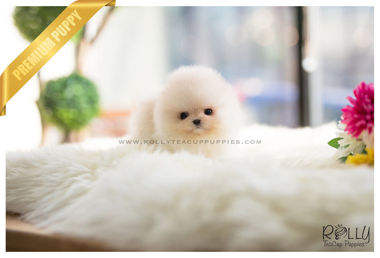 Rolly Teacup Puppies (SOLD to Mariel) Simba - Pomeranian. M.