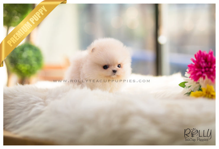Rolly Teacup Puppies (SOLD to Mariel) Simba - Pomeranian. M.