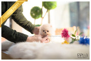 Rolly Teacup Puppies (SOLD to Mariel) Simba - Pomeranian. M.