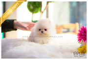 Rolly Teacup Puppies (SOLD to Mariel) Simba - Pomeranian. M.