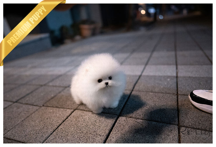 Rolly Teacup Puppies (Purchased by Lucero) Simba - Pomeranian. M.