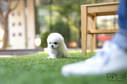 Rolly Teacup Puppies (SOLD to Ahir) Skittles - Bichon. M.