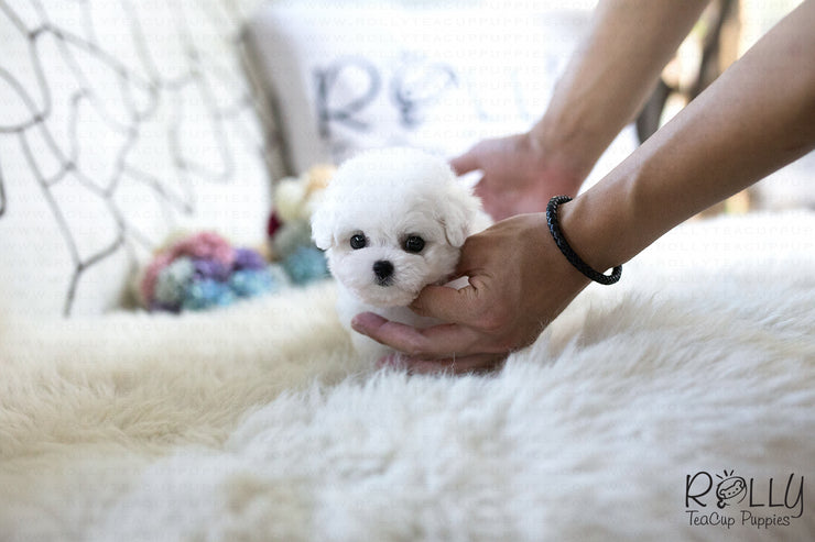 Rolly Teacup Puppies (SOLD to Ahir) Skittles - Bichon. M.
