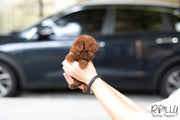 Rolly Teacup Puppies (Purchased by Cynthia)Skittles - Poodle. F.