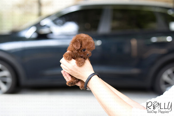 Rolly Teacup Puppies (Purchased by Cynthia)Skittles - Poodle. F.