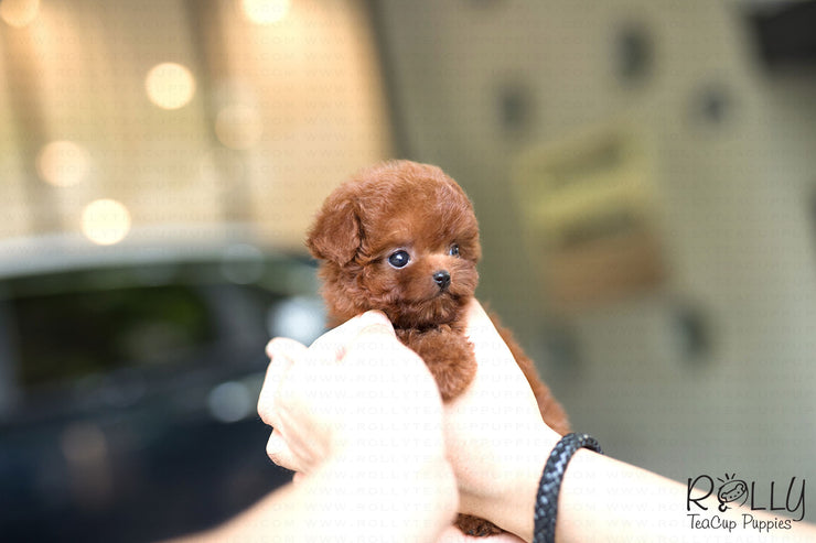Rolly Teacup Puppies (Purchased by Cynthia)Skittles - Poodle. F.