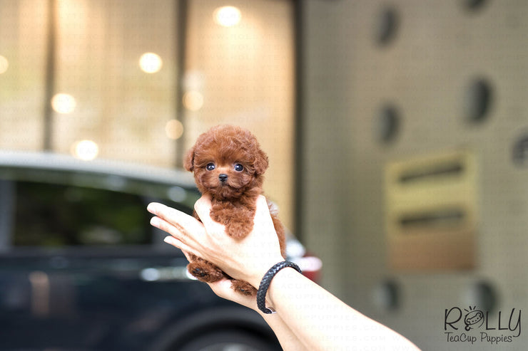 Rolly Teacup Puppies (Purchased by Cynthia)Skittles - Poodle. F.