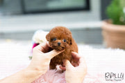 Rolly Teacup Puppies (Purchased by Cynthia)Skittles - Poodle. F.