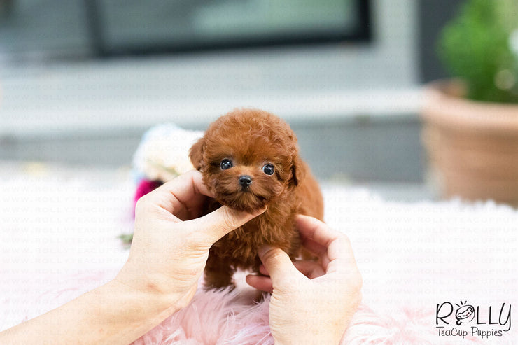 Rolly Teacup Puppies (Purchased by Cynthia)Skittles - Poodle. F.