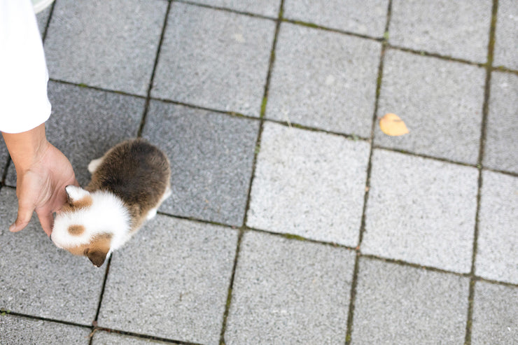Rolly Teacup Puppies (Purchased by Torres) Sky - Corgi. M.
