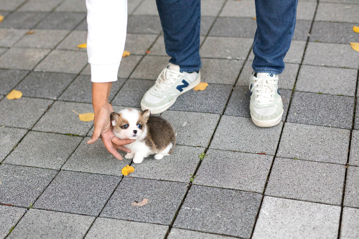 Rolly Teacup Puppies (Purchased by Torres) Sky - Corgi. M.