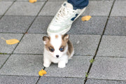 Rolly Teacup Puppies (Purchased by Torres) Sky - Corgi. M.