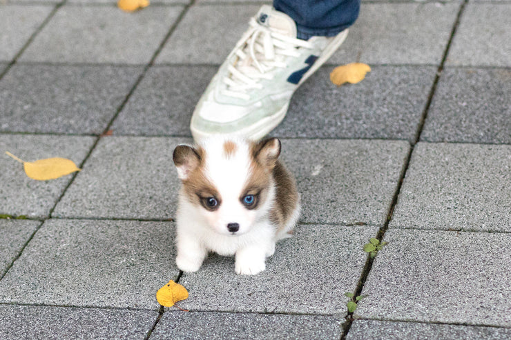 Rolly Teacup Puppies (Purchased by Torres) Sky - Corgi. M.